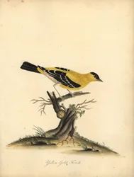 アメリカのゴシキヒワ、Carduelis tristis。 (イエロー ゴールドフィンチ、Fringilla tristis) オスタリー公園の動物園の珍しい鳥と好奇心旺盛な鳥の肖像画のウィリアム ヘイズによる手彩色の銅版画彫刻。