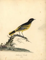 ボルチモア オリオール、Icterus galbula。 (ボルチモア オリオール、オリオルス ボルチモア) ロンドンのオスタリー パークの動物園からのウィリアム ヘイズの肖像画の珍しい鳥と好奇心旺盛な鳥のマチルダ ヘイズによるイラストの手彩色の銅版彫刻: ブルマー