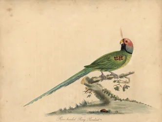頭のインコ、Psittacula roseata。 (バラ頭のリング インコ) ウィリアム ヘイズと彼の娘マチルダ ヘイズによるイラストの手彩色の銅版彫刻、ウィリアム ヘイズの「オストの動物園の珍しい鳥と好奇心旺盛な鳥の肖像」から