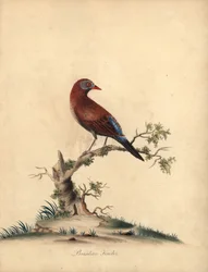 一般的な擲弾兵、Uraeginthus granatinus、アフリカ原産。 (ブラジルのフィンチ、Fringilla granatina)ロンドンのオスタリー公園の動物園からの希少で好奇心旺盛な鳥の肖像画からのウィリアム・ヘイズによるイラストの手彩色の銅版彫刻: Bu