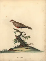 一般的なワックスビル、Estrilda astrild。 (Loxia asstreld) オスタリー公園の動物園の珍しい鳥と好奇心旺盛な鳥の肖像画のウィリアム・ヘイズによる手彩色の銅版画彫刻。