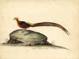 金色または中国のキジ、Chrysolophus pictus、男性。 (塗装されたキジ、Phasianus pictus)ロンドンのオスタリー公園の動物園からの希少で好奇心旺盛な鳥の肖像画からのウィリアム・ヘイズによるイラストの手彩色の銅版彫刻: Bulmer