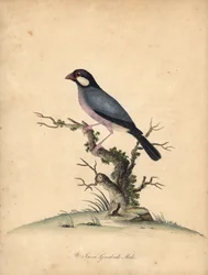 文鳥、Lonchura oryzivora。 脆弱。 (Java grosbeak、Loxea oryxivora)ロンドン、オスタリーパークの動物園からの希少で好奇心旺盛な鳥の肖像からのウィリアム・ヘイズによるイラストの手彩色の銅版彫刻: Bulmer