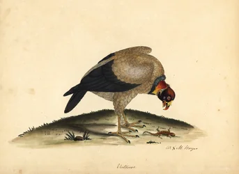 キングハゲタカ、Sarcoramphus papa (ハゲワシパパ)。 オスタリー公園の動物園の珍しい鳥と好奇心旺盛な鳥の肖像から、ウィリアム・ヘイズと彼の娘 M (マチルダ) による手彩色の銅版画。