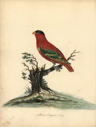 裸身のローリー、ロリウス・ドミセラ。 絶滅危惧種。 黒帽のローリー、Psittacus domicilla。 オスタリー公園の動物園からの珍しい鳥と好奇心旺盛な鳥の肖像 (ロンドン: ブルマー