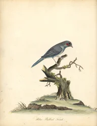 赤ほおコルドンブルー、Uraeginthus bengalus。 (Blue-bellied finch, Fringilla benghalus.) オスタリー公園の動物園の珍しい鳥と好奇心旺盛な鳥の肖像 (ロンドン: Bulmer