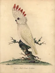 サケクレステッドまたはモルカン オウム、Cacatua moluccensis。 (オオアカクレステッド オウム) 傷つきやすい。 オスタリー公園の動物園の珍しい鳥と好奇心旺盛な鳥の肖像 (ロンドン: Bu
