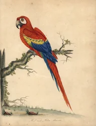 緋色のコンゴウインコ、アラマカオ。 (赤と青のコンゴウインコ、Psittacus macao) ウィリアム・ヘイズと彼の娘マチルダによるイラストの手彩色の銅版彫刻、ウィリアム・ヘイズの「オスタリー公園の動物園からの珍しい鳥と好奇心旺盛な鳥の肖像」 (ロンドン
