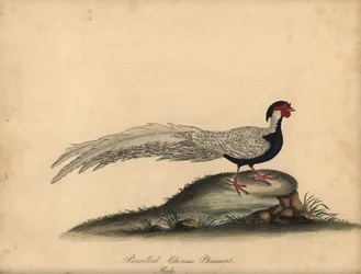 銀キジ、Lophura nycthemera、オス。 (鉛筆で描かれた中国のキジ、Phasianus nycthemerus) C. Hayes によるイラストの手彩色の銅版画、ロンドンの Osterly Park の Menagery からの William Hayes の Portraits of Rare and Curious Birds から