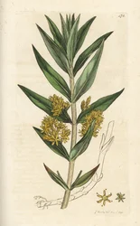 房状のオカトラノオ、Lysimachia thyrsiflora。 James Smith