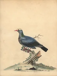 白戴冠ハト、パタギオエナス leucocephala。 ほぼ脅迫。 (Columba leucocephala) オスタリー公園の動物園の珍しい鳥と好奇心旺盛な鳥の肖像画のウィリアム・ヘイズによる手彩色の銅版画。