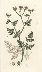 白いレースの花、Orlaya grandiflora (小さな caucalis またはバサード パセリ、Caucalis daucoides)。 James Smith