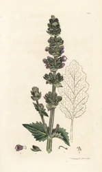 野生のイングリッシュ クラリー、Salvia verbenaca。 James Smith