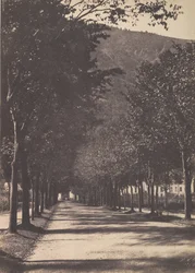 木の路地、ポー、1854年。
