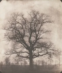冬のオークの木、1892-93年頃