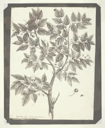 「Celtis」の植物彫刻のコピー