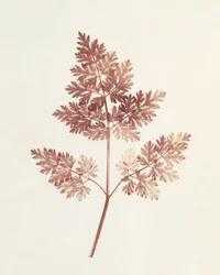 葉の葉、1843