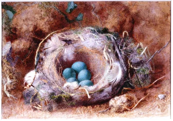 鳥の巣（紙と紀元前とトイレ）