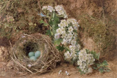 5月の花と生垣雀の巣、1845