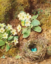 サクラソウと鳥の巣と3つの青い卵