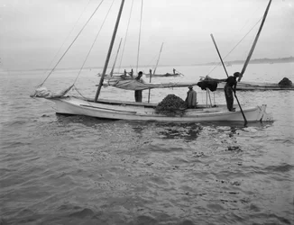 カキの浚渫。 c.1890-1910