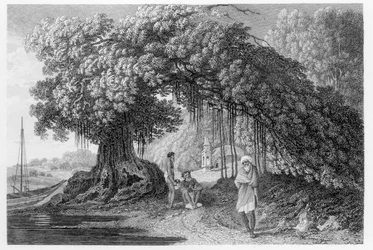 ベンジャミン・ポンシー（fl.1772-99）によって彫刻された、ウィリアム・ホッジスによる「1780-83年のインドの旅」からのバンヤンツリー（1792年発行）