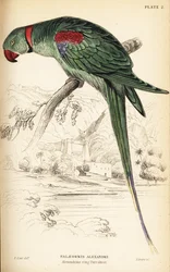 Alexandrine parakeet or Alexandrine parrot, Psittacula eupatria