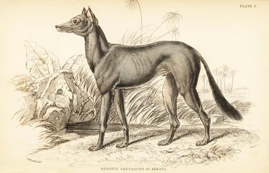 アラビアン・グレイハウンド（Canis lupus familiaris