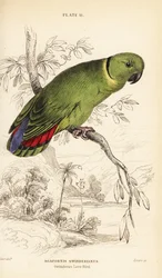 クロエリボタンインコ、Agapornis swindernianus