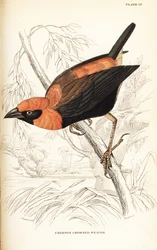 クロガネモチ、Euplectes hordeaceus (Crimson-crowned weaver, Euplectes flammiceps)
