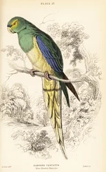 アオウミガメ、Neophema chrysostoma