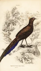 ブロンズ・テール・ピーコック・キジまたはスマトラ・ピーコック・キジ