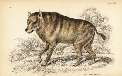 ブラウンハイエナまたはストランドハイエナ、Hyaena brunnea（ストランドハイエナ、Hyaena villosa
