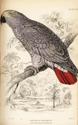 コンゴハイイロインコ（Psittacus erythacus