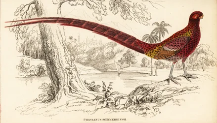 銅のキジ、またはソエマーリングのキジ、Syrmaticus soemmerringii（Phasianus soemmerringii