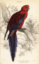 クリムゾン・ロゼラ、Platycercus elegans