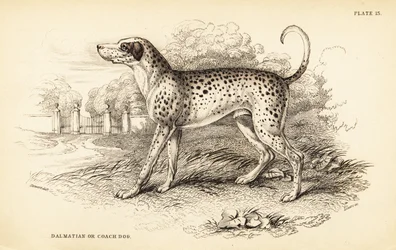ダルメシアン犬またはコーチ犬（Canis lupus familiaris