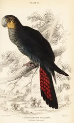テリクロオウム、Calyptorhynchus lathami