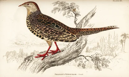 緑のキジ（メス） Phasianus versicolor