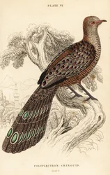 ハイイロコクジャク、またはビルマコクジャク、Polyplectron bicalcaratum