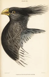 ニシキゴイの頭部（Crinifer piscator）（Variegated plantain eater, crested plantain eater, Chizoeris variegata
