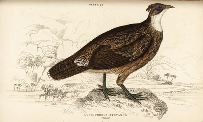 ヒマラヤモナル、メス、Lophophorus impejanus（インペアン・ロフォフォルス、ロフォフォルス・インペイヤヌス