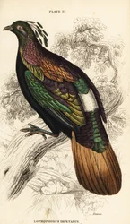ヒマラヤモナル、オス、Lophophorus impejanus