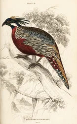 コクラスのキジ、Pucrasia macrolopha