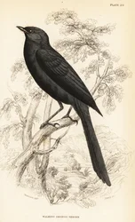 キタクロヒタキ、Melaenornis edolioides