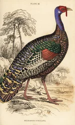 Ocellated turkey, Meleagris ocellata