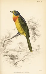 橙色のハシビロコウまたは硫黄色のハシビロコウ、Chlorophoneus sulfureopectus