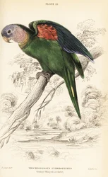 オレンジ・ウィングド・アマゾン（Amazona amazonica