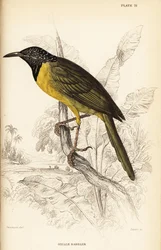 オリオリウグイス、Hypergerus atriceps