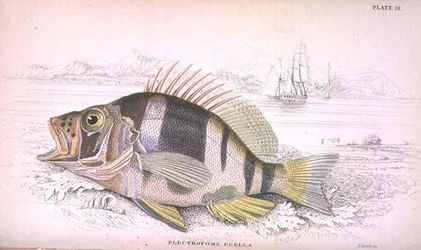 プレート22 Plectropoma Puella、Sir William Jardine (1800-74)が編集した「Naturalist